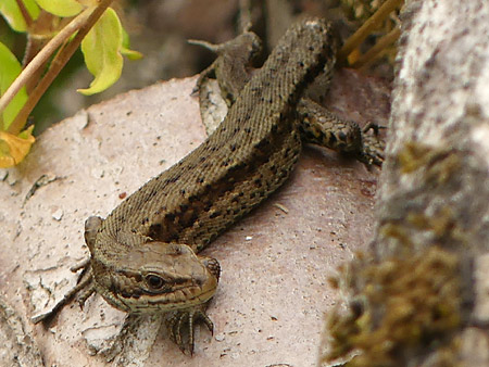 Lézard vivipare (Zootoca vivipara)