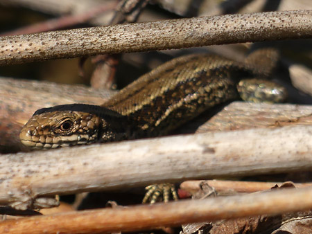 Lézard vivipare (Zootoca vivipara)