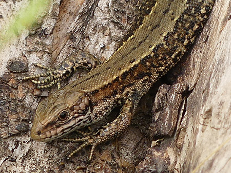 Lézard vivipare (Zootoca vivipara)