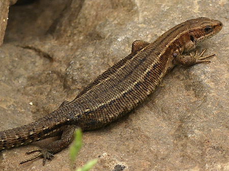 Lézard vivipare (Zootoca vivipara)