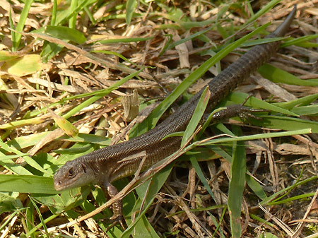 Lezard vivipare (Zootoca vivipara)