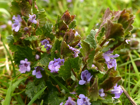 Lierre terrestre (Glechoma Hederacea)