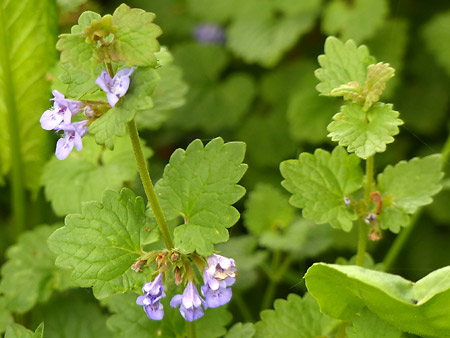 Lierre terrestre (Glechoma Hederacea)