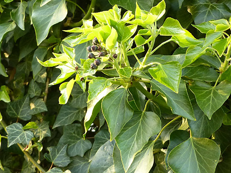 Lierre grimpant (Hedera helix)