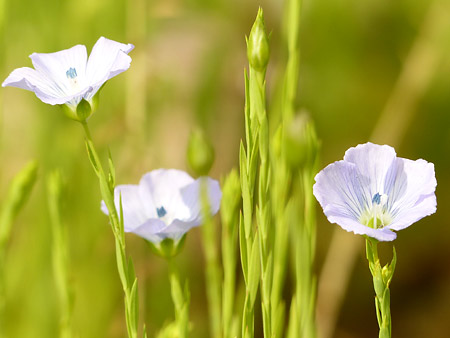 Lin cultivé (Linum usitatissimum)