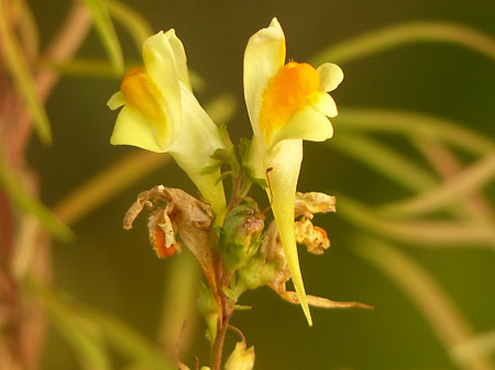 Linaire commune (Linaria vulgaris)