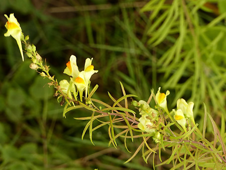 Linaire commune (Linaria vulgaris)