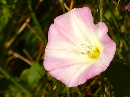 Liseron des champs (Convolvulus arvensis)