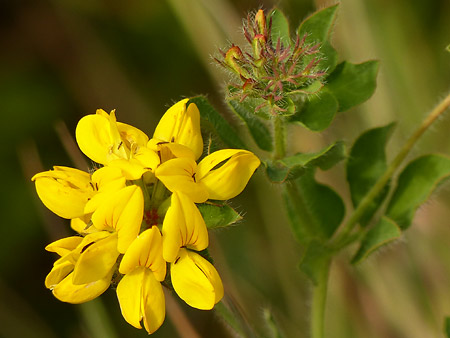 Lotier des marais (Lotus pedunculatus)