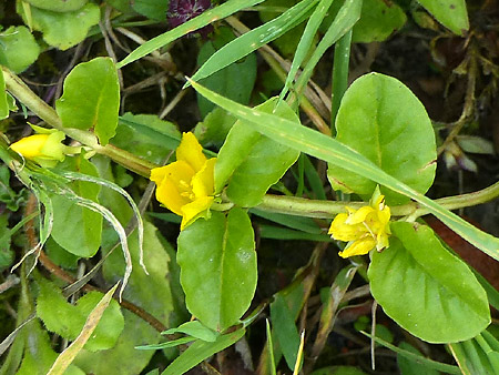 Lysimaque nummulaire (Lysimachia nummularia)