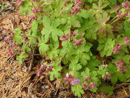 Geranium à grosse racine (Geranium macrorrhizum)