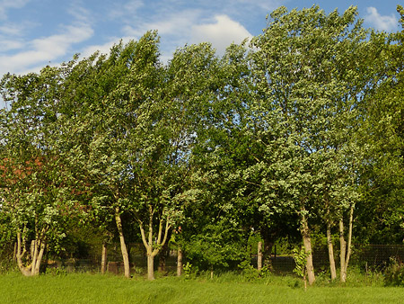 alignement de saules marsault