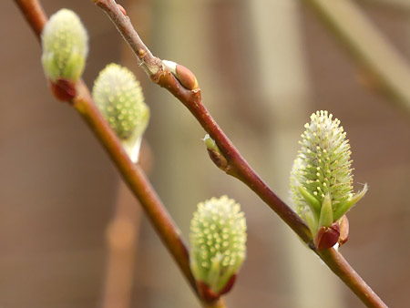 Chatons / fleurs de Saule marsault (Salix caprea)