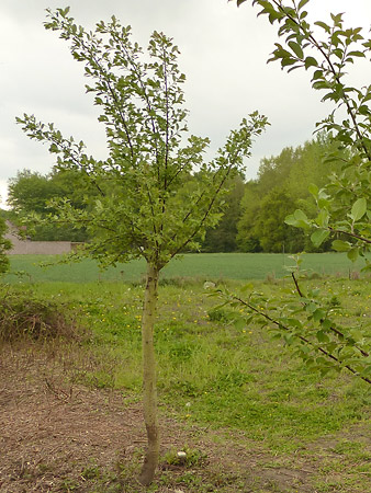 saules marsault taillés en tétard