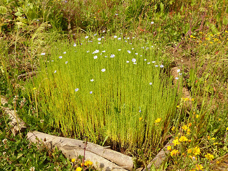 massif de fleurs de lin