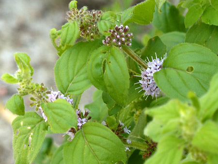 Menthe des champs (Mentha arvensis)