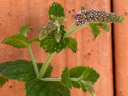 Fleur de menthe suave (Mentha suaveolens)