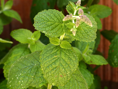 Menthe suave (Mentha suaveolens)