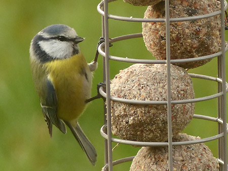 Mésange bleue (Cyanistes caeruleus)