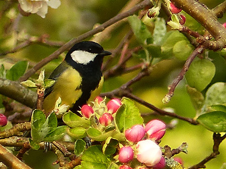 Mésange charbonnière (Parus major)