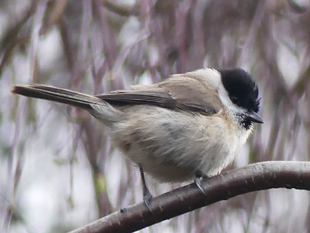 Mésange nonnette (Poecile palustris)