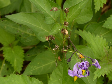 Morelle douce-amère (Solanum dulcamara)