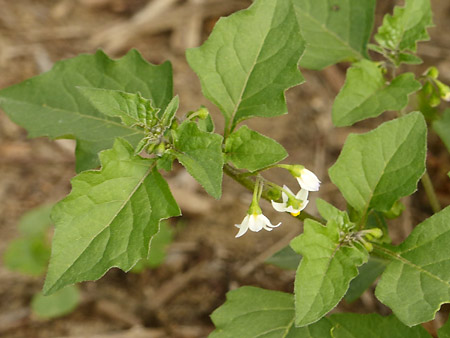 Morelle noire (Solanum nigrum)