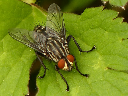 Mouche sarcophaga (Sarcophaga sp.)