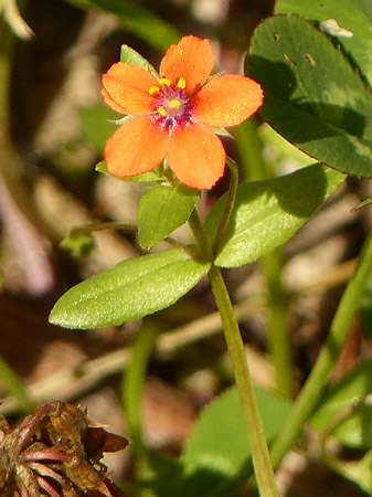 Mouron rouge (Lysimachia arvensis)