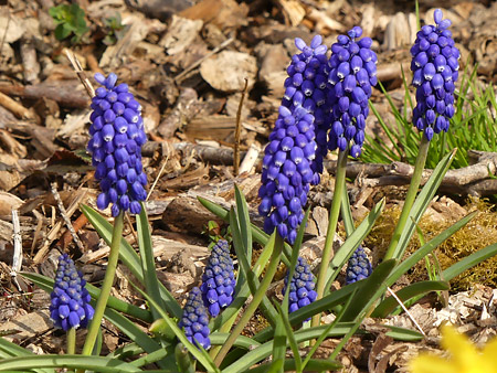 Muscari d'Arménie (Muscari armeniacum)