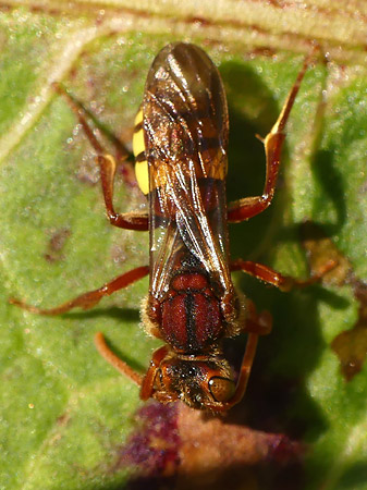 abeille nomada