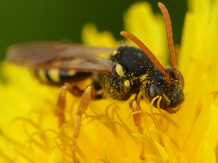 Abeille coucou (Nomada sp.)