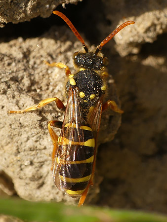 abeille nomada