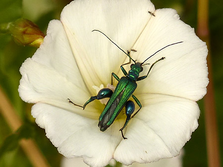 Oedémère noble (Oedemera nobilis) mâle