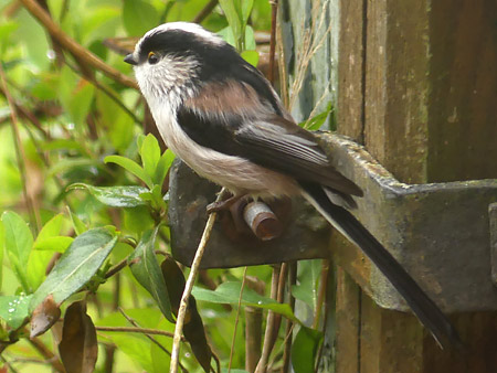 Mésange à longue queue (Aegithalos caudatus)