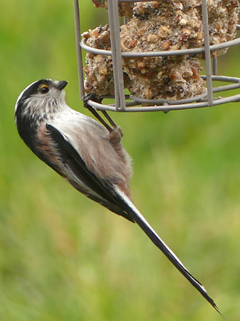 Mésange à longue queue (Aegithalos caudatus)