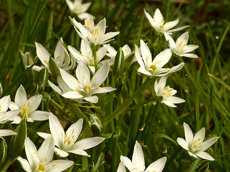 Ornithogale à feuilles étroites (Ornithogalum umbellatum)