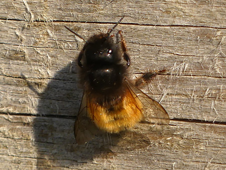 Osmie cornue (Osmia cornuta)