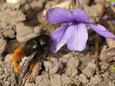 Osmie cornue (Osmia cornuta)