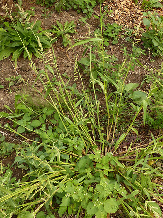 Panic pied-de-coq (Echinochloa crus-galli)