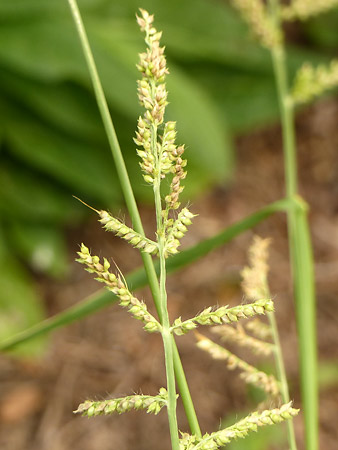 Panic pied-de-coq (Echinochloa crus-galli)