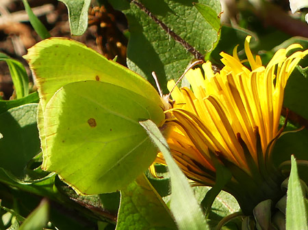 Citron (Gonepteryx rhamni)