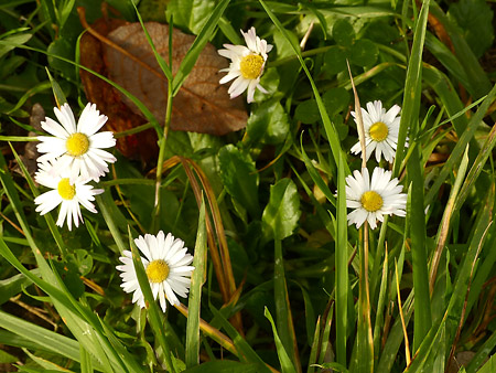 Pâquerette des prés (Bellis perennis)