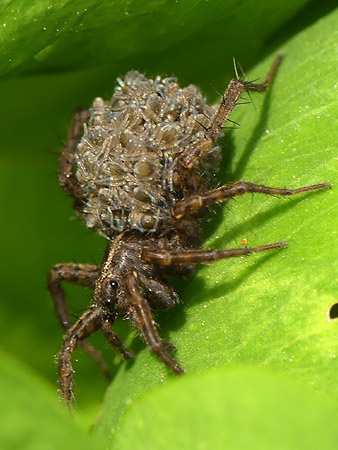 Araigné du genre Pardosa portant ses petits sur son dos