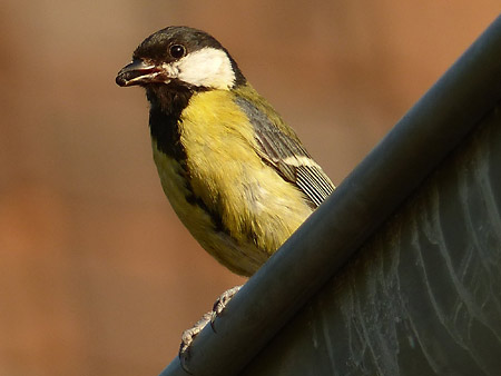 Mésange charbonnière (Parus major)