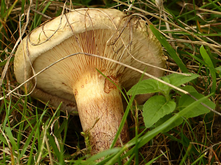 Paxille enroulé (Paxillus involutus)