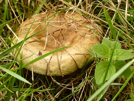 Paxille enroulé (Paxillus involutus)