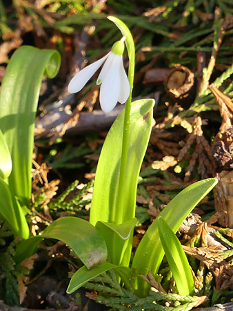 Perce-neige (Galanthus nivalis)