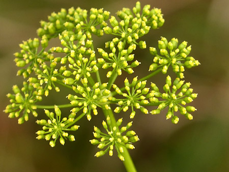 Persil cultivé (Petroselinum crispum)