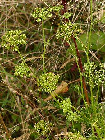 Persil cultivé (Petroselinum crispum)